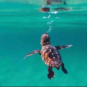 Meet your Posher, Timothy